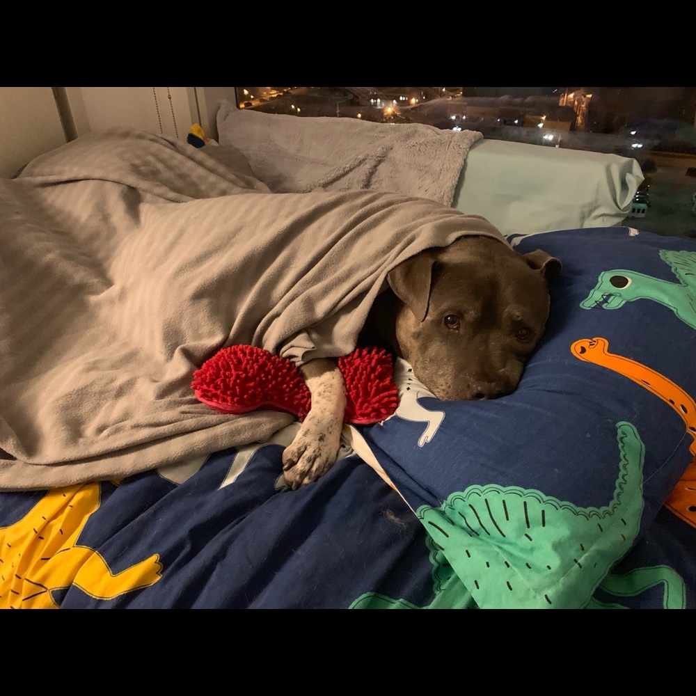 Duke - Picture 7 of 8